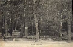 Vintage Postcard Tree Fir tree of Criquette