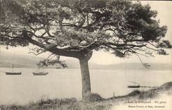 Vintage Postcard Arbre Splits St Raphael Pin giant