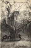Vintage Postcard Tree the oldest chestnut of Robinson Horse Child