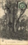 Vintage Postcard Tree Drill of Fontainebleau Bouquet of Smoothing iron