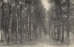 Vintage Postcard Tree Castle of Bougneard the Eure Grove