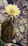Exotic Vintage Postcard Garden of Monaco Cereus Gladiatus