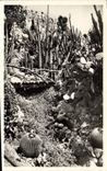Exotic Modern Postcard Garden of Monaco the torrent of Klenia Cereus