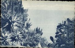 Vintage Postcard Vegetations on the rock of Monaco