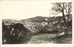 Vintage Postcard Landscape Cactus