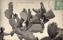 Vintage Postcard Tunis Study of cactus