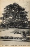 Vintage Postcard Tree Rennes Botanical garden the cedar of Lebanon