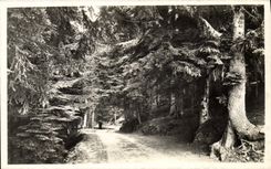 Vintage Postcard Arbre Peira Undermined Road and drill of Turuni