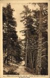 Vintage Postcard Arbre Peira Undermined winter and estival Station the drill of Turini