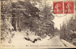 Vintage Postcard Arbre Peira Undermined a corner of drill