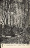 Vintage Postcard Pierrefonds Tree In the drill of Laigues
