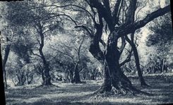 Vintage Postcard Tree Cape Martins Olivier