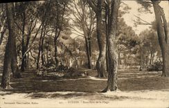 Vintage Postcard Hyeres Tree Under wood of the beach