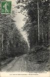 Vintage Postcard Tree Drill of Slow Road forestiere