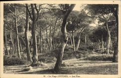 Vintage Postcard Tree the beach of Hyeres pines