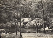 Vintage Postcard Tree Drill of Huelgoat Seen general of the pond to wild boars