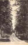 Vintage Postcard Tree Drill of Slow under wood Road of Brudour