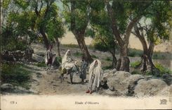 Vintage Postcard Tree Study of olive-trees Donkey Mule
