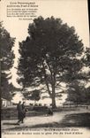 Vintage Postcard Tree St Cyr on Sea VAr Bowlers under the large pine of the Port of Allon Game of bowls