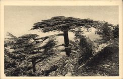 Vintage Postcard Tree Algeria Drill of cedars