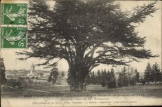Vintage Postcard Arbre Montigny Lencoup Cedre plants by Bernard de Jussieu in the park of Mr. Trudaine