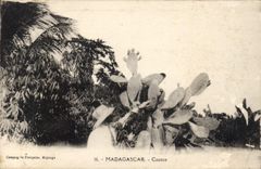 Vintage Postcard Flowers Madagascar Cactus