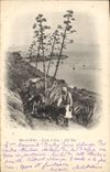 Vintage Postcard Flowers Seas el to kebir aloe Study Donkey mule