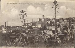 Vintage Postcard Flowers Fatty general Sight seen between Aloes