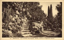 Vintage Postcard Monaco Flowers exotic gardens various Aloes cereus and Opuntia