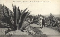 Vintage Postcard Flowers Toulon Morillon aloe of the garden of acclimation Children
