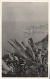 Vintage Postcard Flowers Dubrovnik Cactus