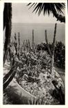 Modern Postcard Fleurs exotic Garden of Monaco Groups of Cereus Geometrisans Agaves Cereus and Opuntis various