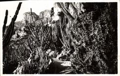 Vintage Postcard Monaco Flowers the exotic gardens various Euphrbes and Cereus
