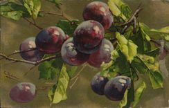 Vintage Postcard Plums