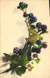 Vintage Postcard Bilberries