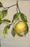 Vintage Postcard Lemons