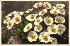 Vintage Postcard Fantasy Flowers Buttercup Glacier