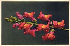 Vintage Postcard Fantasy Snapdragon Flowers