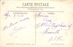 Vintage Postcard Algiers Tree