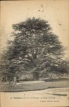 Vintage Postcard Rennes Tree Thabor the cedar of Lebanon
