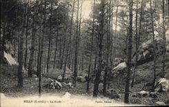 Vintage Postcard Milly Tree the Drill