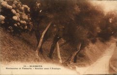 Vintage Postcard Tree Biarritz Hydrangeas and Tamarisk Path under the atalaye