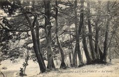 Vintage Postcard Holy Tree Leu the Drill Out of drill