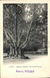 Vintage Postcard Tree Algiers Garden of test a rubber
