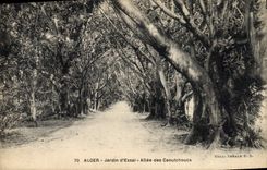 Vintage Postcard Tree Algiers Garden of test Gone of rubbers