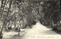Vintage Postcard Algiers Tree Gone from bamboos to the garden of test