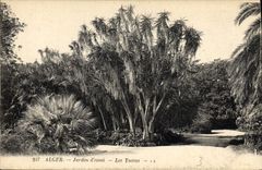 Vintage Postcard Tree Algiers Garden of test Yuccas