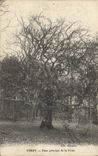 Vintage Postcard principal False Verzy Tree of the drill