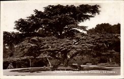 Vintage Postcard Nimes Tree the cedar Garden of the fountain
