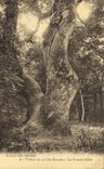 Vintage Postcard Tree Drill of Holy the Balsam the Large oak
